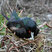 Great Frigatebird